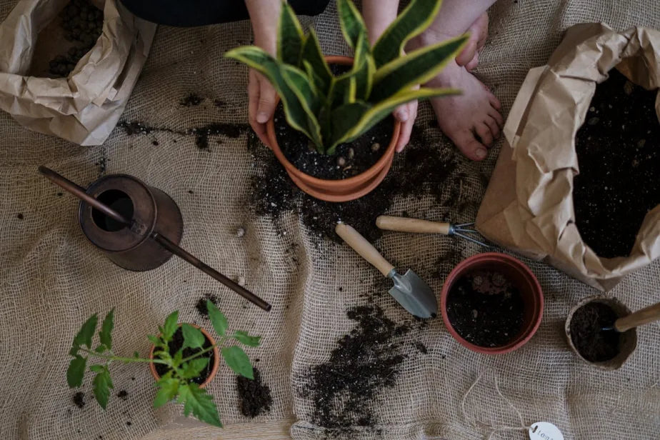 Australian home gardening with potted plants and tools